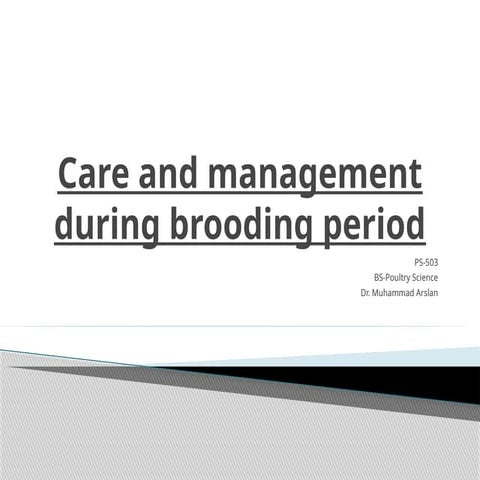 Care and management during brooding period.pptx