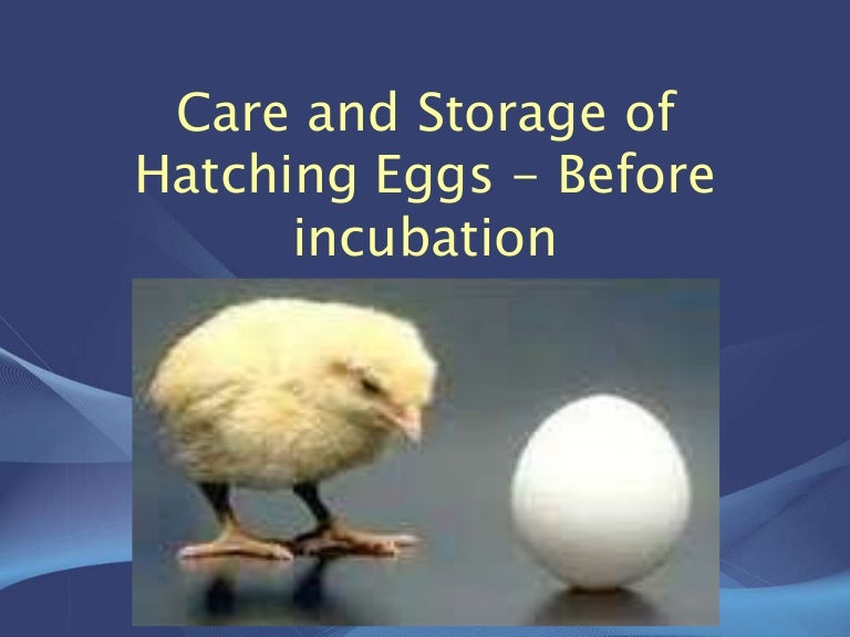 Care and storage of hatching eggs before