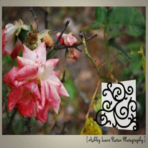 Career Portfolio 5.2009