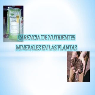 Carencia de nutrientes en las plantas
