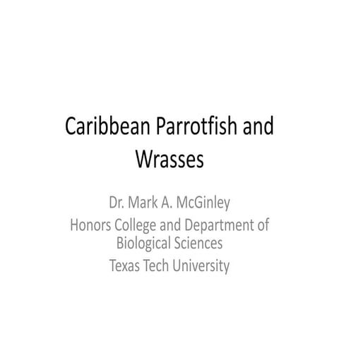 Caribbean parrotfish and wrasses