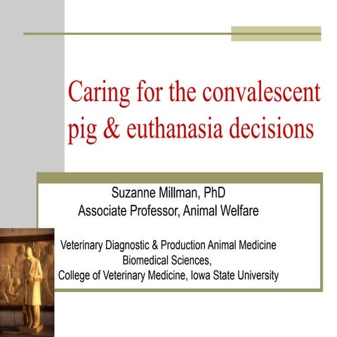 Caring For The Convalescent Pig And Euthanasia Decision Suzanne Millman Iowa ...
