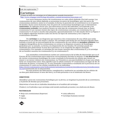 Cariotipo. laboratorio de habilidades para segundo año medio, biología.