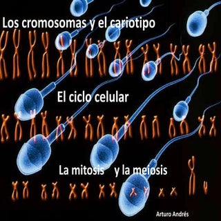 Cariotipos mitosis y meiosis