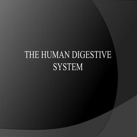 The human Digestive System