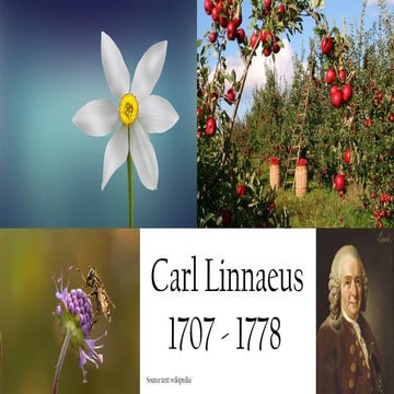 Biography of carl linnaeus | PPTX