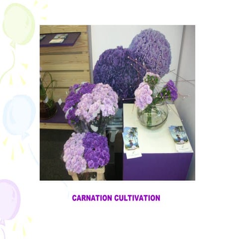 Carnation | PPTX