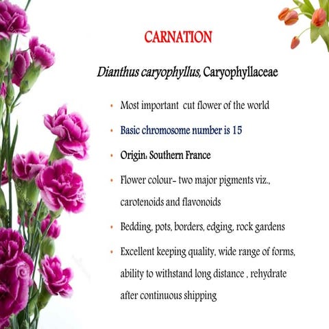 Carnation.pdf