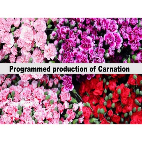 Carnation cultivation | PDF