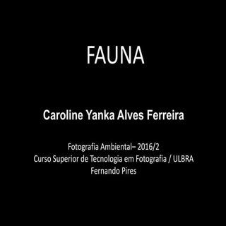 Caroline yanka   pesquisa sobre fauna
