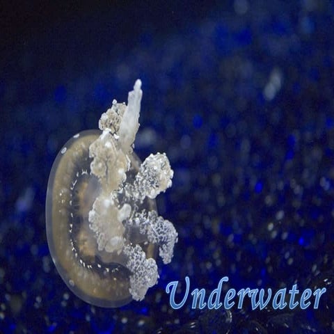 Carolyn  Underwater1