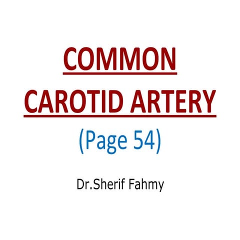 Carotid Arteries (Anatomy of the Neck)