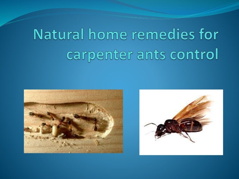 how to kill carpenter ants home remedies