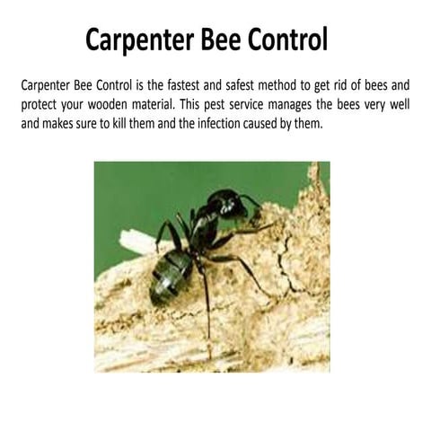Carpenter Bee Control