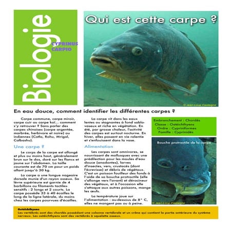 Qui est cette carpe ?