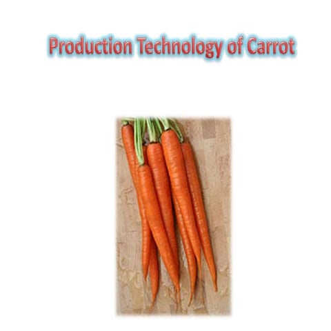 Carrot | PPT