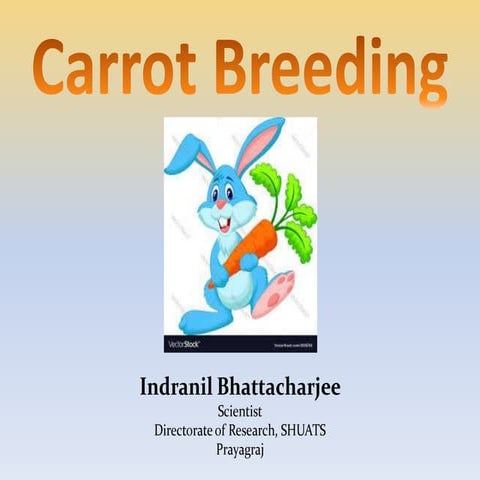 Carrot breeding (2)