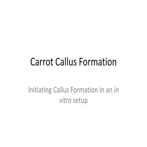Carrot callus formation
