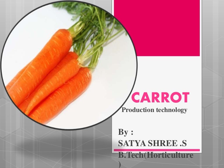 Carrot production technology
