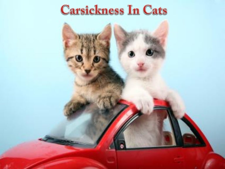 Car Sickness In Cats