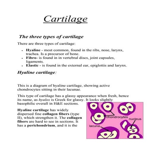 Cartilage 