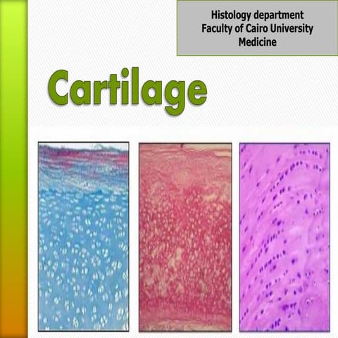 Detailed Histology of Cartilage Types: Hyaline, Elastic, and ...