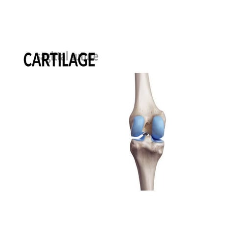 Comprehensive Overview of Cartilage and Joint Anatomy and Function | PPTX