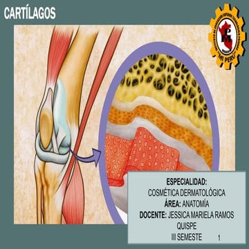 Cartílago características y fisiología impo | PPTX
