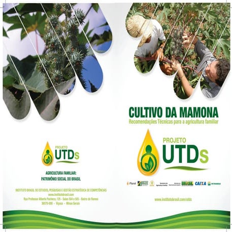 Cultivo da Mamona - Autor & Consultor Eng. Gleidson Martins | PDF