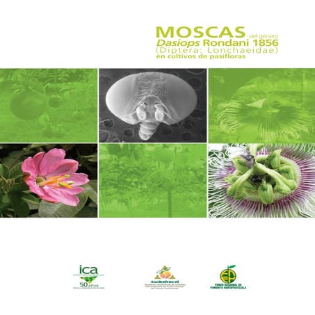 Cartilla moscas dasiopsen pasifloras de colombia