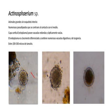 Presentacion para identificacion CARTILLA ZOO.pptx