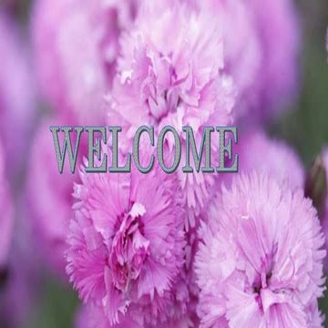 Caryophyllaceae.pptx