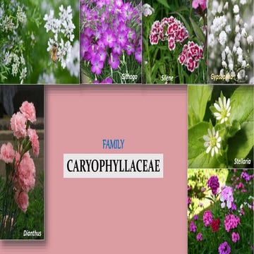 Caryophyllaceae.pptx