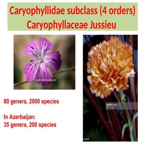 Caryophyllaceae Jussieu.ppts#@#1###2"@*@#*@#*