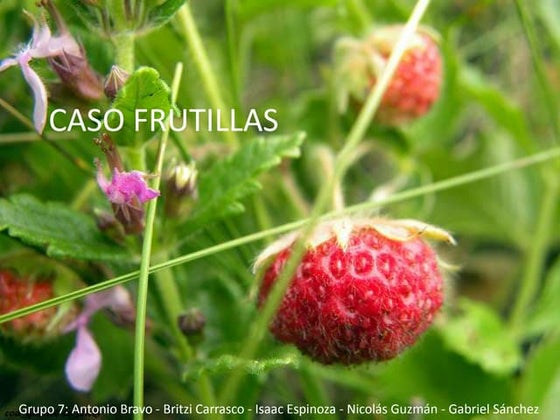 Caso frutillas   grupo 7