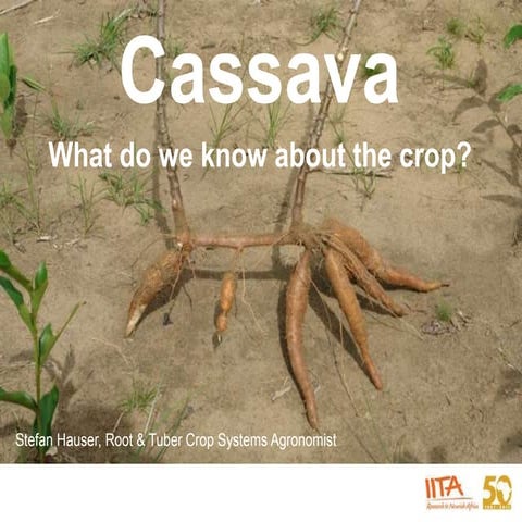 Cassava: What do we know about the crop?