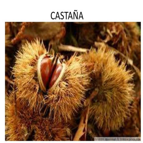 Castaña