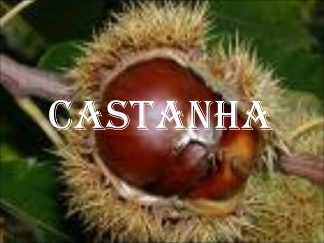 Castanha