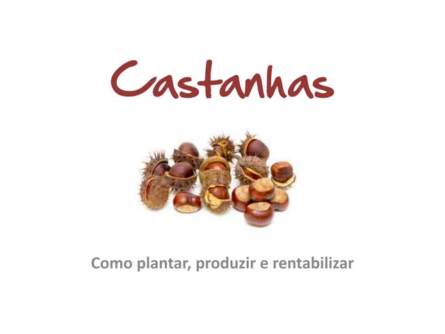 Castanhas plantar preço rentabilidade