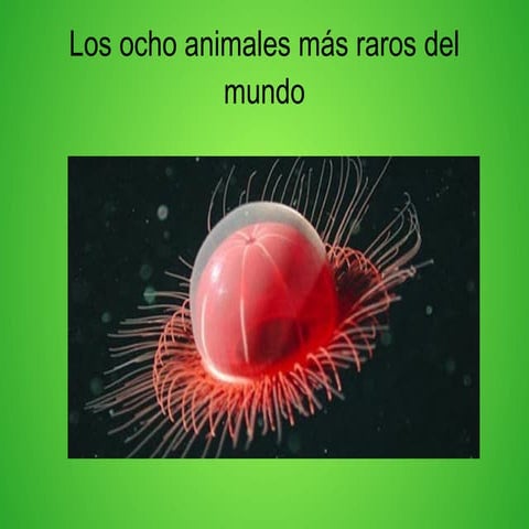 Castillejomedina,cruzgambero