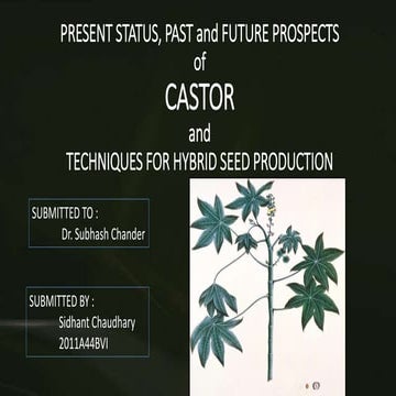 present, past and future prosepcts of castor and its hybrid seed production