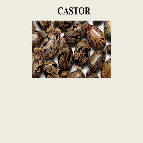 Caster Crop cultivation practices | PPTX