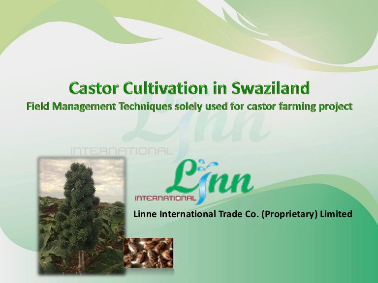 wowecoin castor oil business Castor business plan