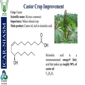 Castor | PPT
