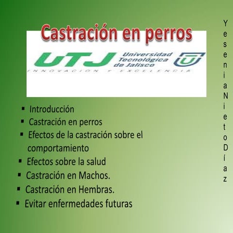 Castración en perros