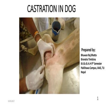 Castration in dog at Paklihawa Campus, IAAS, Nepal