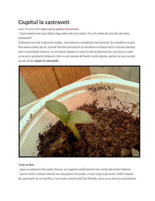 Castravete ciupirea plantei