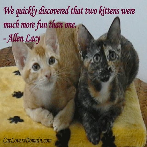 Cat Quotations | PPT