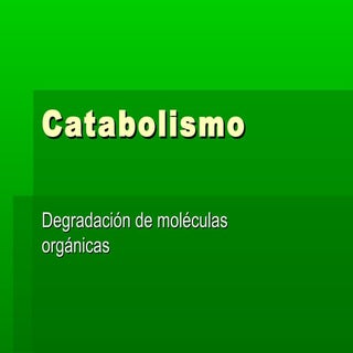 Catabolismo