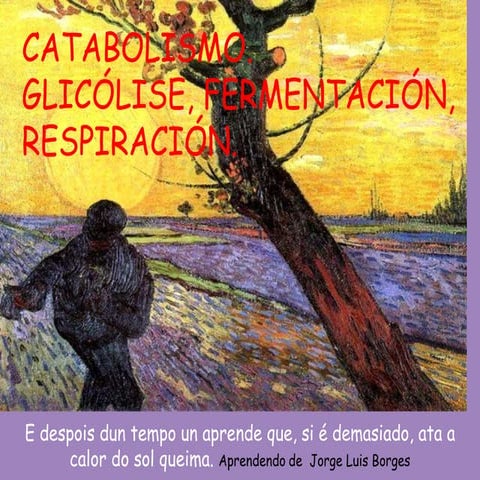 Catabolismo1